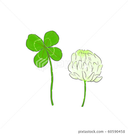 三葉草和白三葉草 60590458