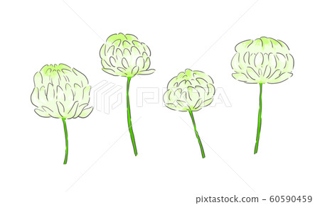 白三葉草 60590459