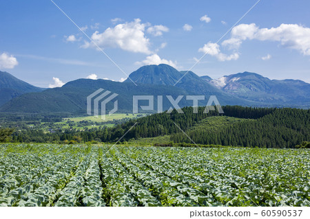 Iida Highland cabbage field 60590537
