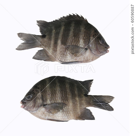 Indo-Pacific sergeant or Abudefduf vaigiensis fish. 60590887