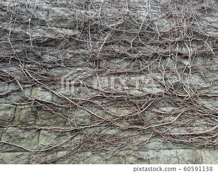 Tangled ivy 60591138