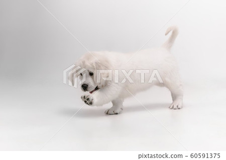 Studio shot of english cream golden retriever isolated on white studio background Studio shot of english cream golden retriever isolated on white studio background 60591375
