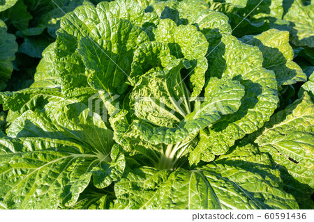 大白菜栽培（11月） 60591436