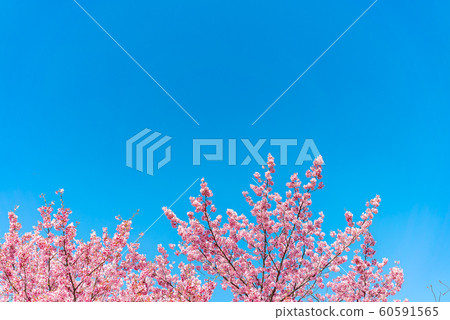 Cherry blossom (sakura) with birds under the blue Cherry blossom (sakura) with birds under the blue 60591565