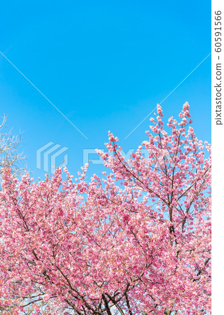 Cherry blossom (sakura) with birds under the blue 60591566