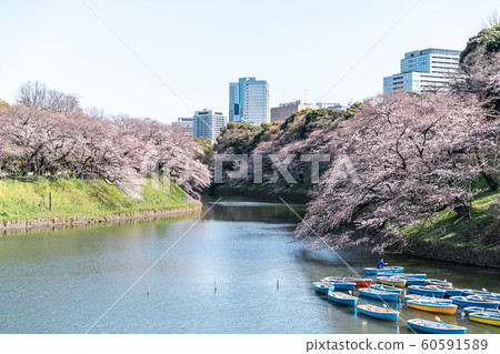 cherry blossom at chidori ga fuchi, tokyo, japan cherry blossom at chidori ga fuchi, tokyo, japan 60591589