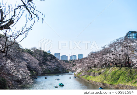 cherry blossom at chidori ga fuchi, tokyo, japan 60591594