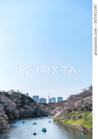 cherry blossom at chidori ga fuchi, tokyo, japan 60591595