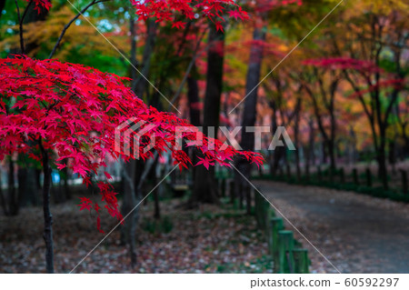 of玉淪陷的平良寺 60592297