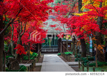 Hirarinji Temple in the fall of Saitama Hirarinji Temple in the fall of Saitama 60592314
