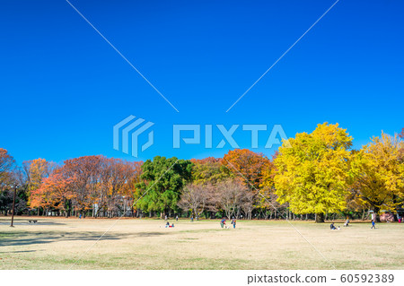 東京秋天的小金井公園 60592389