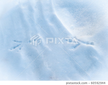 Bird tracks in the snow 60592944