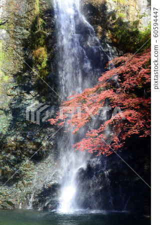 Maple of autumn leaves-2 Maple of autumn leaves-2 60594447