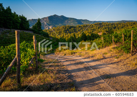 Green trees and turn the road to the mountains in Greece Green trees and turn the road to the mountains in Greece 60594683
