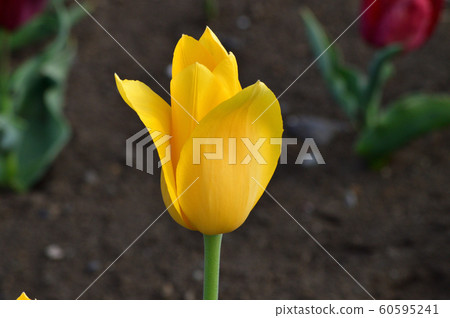 A photo of a yellow flower of a plant that is estimated to be a kind of tulip 60595241
