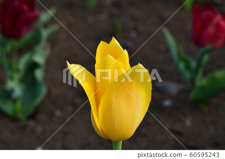 估計是一種鬱金香的植物的黃色花的照片 60595243