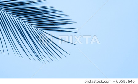 Palm leaves on blue background, copy space Palm leaves on blue background, copy space 60595646
