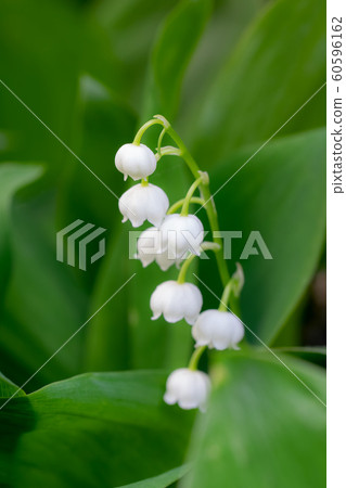 Spring flower lily of the valley close-up 60596162