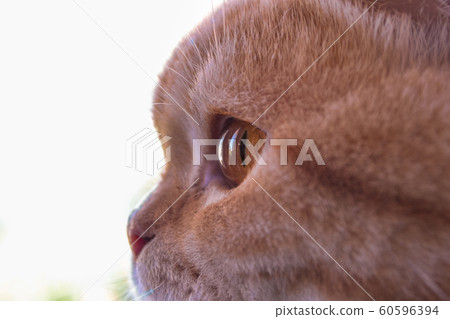 Cropped image of red short-haired cat's snout in Cropped image of red short-haired cat's snout in 60596394