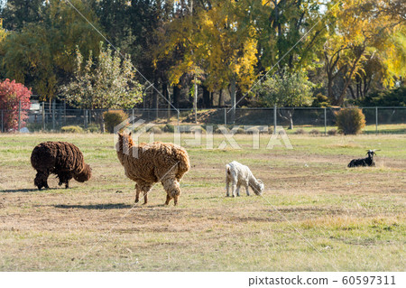 Alpacas full of wool and goats grazing near Terrebonne 60597311
