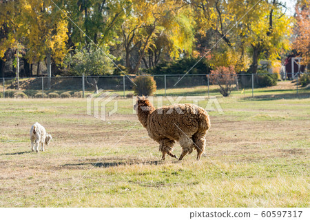 Alpacas full of wool and goats grazing near Terrebonne 60597317