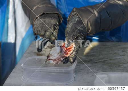 Man in gloves and apron cleans scallop. Man in gloves and apron cleans scallop. 60597457