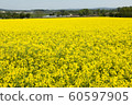 Rape blossoms 60597905