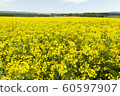 Rape blossoms 60597907