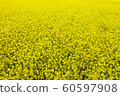 Rape blossoms 60597908