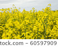 Rape blossoms 60597909