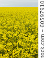 Rape blossoms 60597910