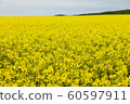 Rape blossoms 60597911