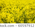 Rape blossoms 60597912