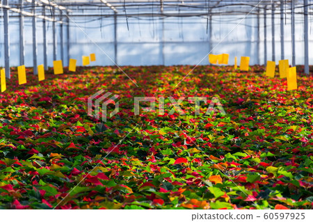 Red and green poinsettia Christmas star flower planted in greenhouse, traditional Christmas floral display decoration 60597925