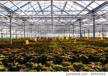 Red and green poinsettia Christmas star flower planted in greenhouse, traditional Christmas floral display decoration 60597926