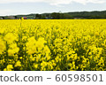 Rape blossoms 60598501