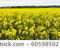 Rape blossoms 60598502