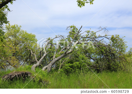 2018 Typhoon 21 Fallen Tree 8 months later (Kusatsu City, Lake Biwa) 2018 Typhoon 21 Fallen Tree 8 months later (Kusatsu City, Lake Biwa) 60598729