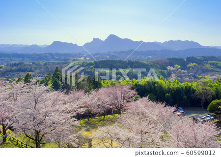 在Baekjong城堡廢墟公園的櫻花和Mt. Mogi山 在Baekjong城堡廢墟公園的櫻花和Mt. Mogi山 60599012