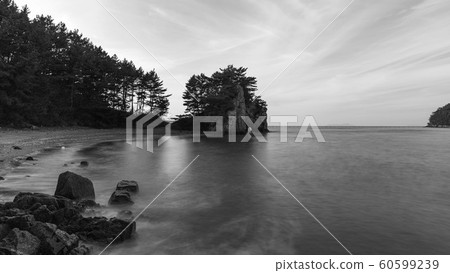 Persimmon tree in the sea 60599239