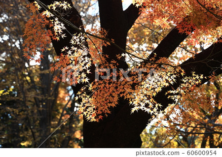 Autumn leaves of the Imperial Palace 60600954