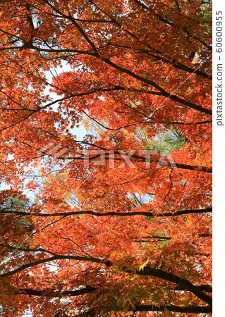 故宮的秋葉 60600955