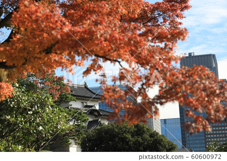 故宮的秋葉 60600972