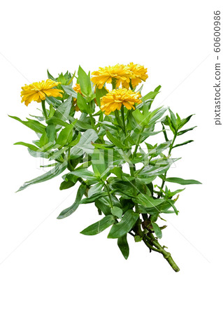 Yellow Zinnia violacea 60600986