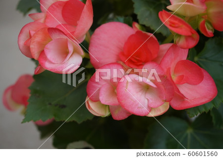 Begonia 60601560