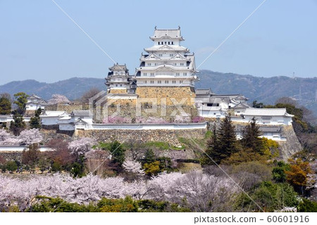 World Heritage Himeji Castle Spring view of cherry blossoms in full bloom 60601916