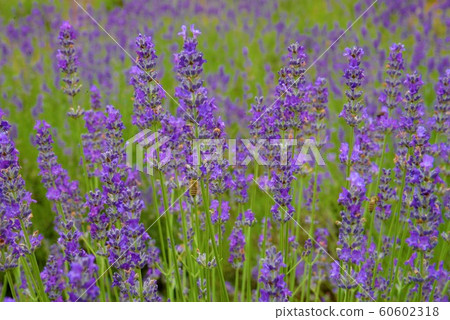 薰衣草鮮花夏日風景 薰衣草鮮花夏日風景 60602318