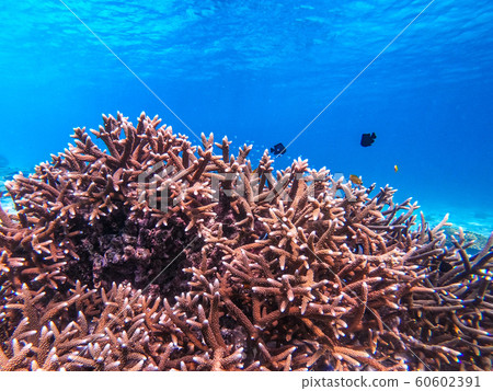beautiful coral in diving spot at Nyuang Oo Phee beautiful coral in diving spot at Nyuang Oo Phee 60602391