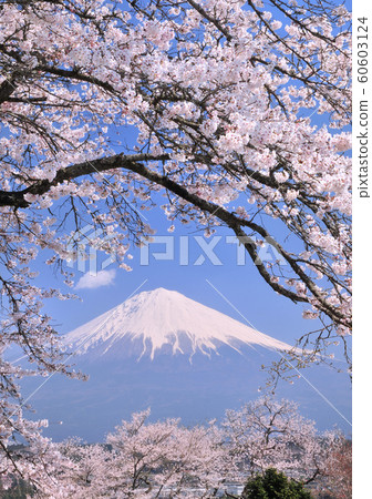 Sakura and Mt.Fuji-222845 60603124