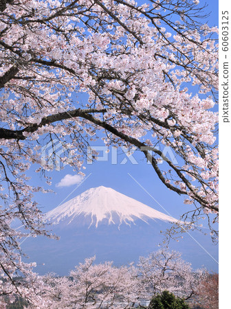 Cherry blossoms and Mount Fuji-222846 60603125